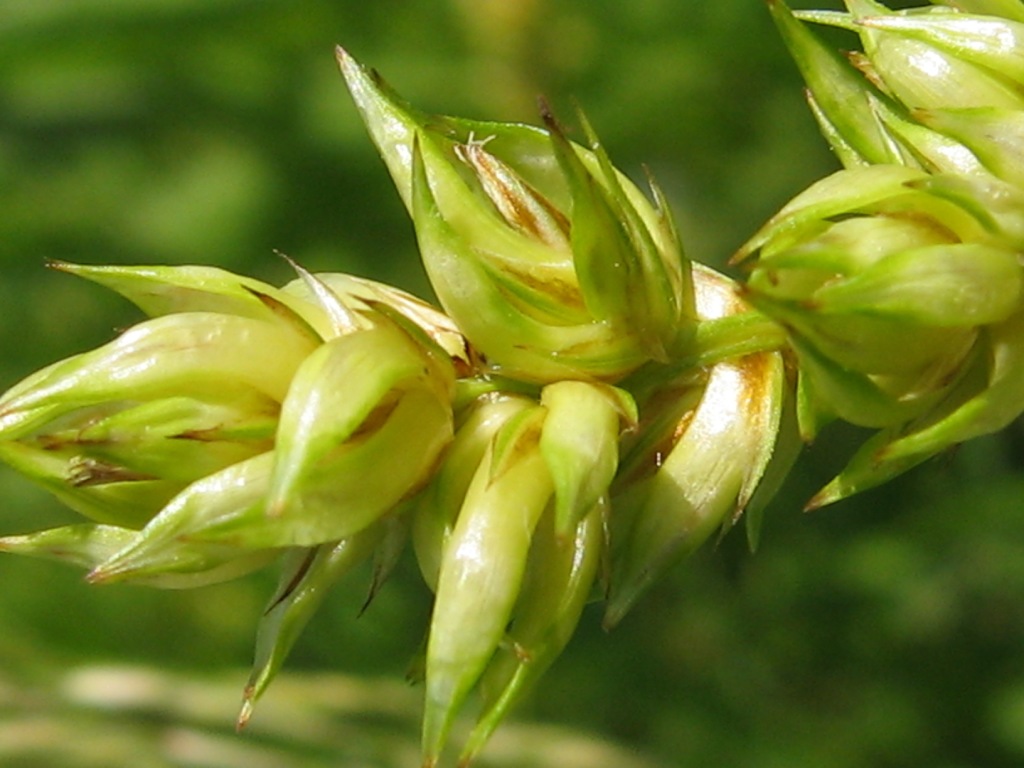 Image of Carex spicata specimen.