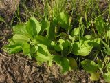 Plantago major