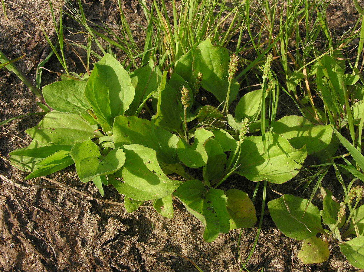 Image of Plantago major specimen.