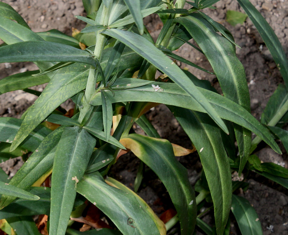 Image of Lysimachia ephemerum specimen.