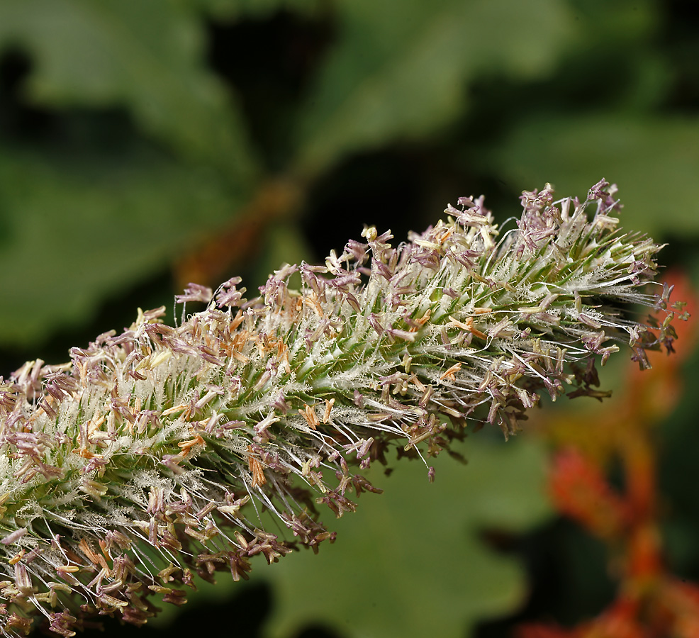 Изображение особи Phleum pratense.