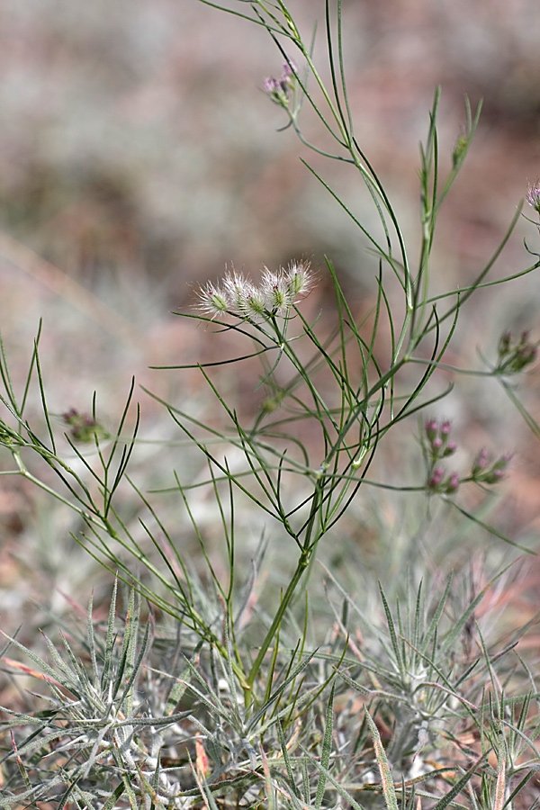 Image of Cuminum setifolium specimen.