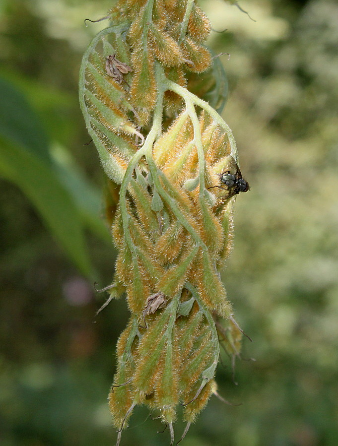 Image of Pterostyrax hispidus specimen.