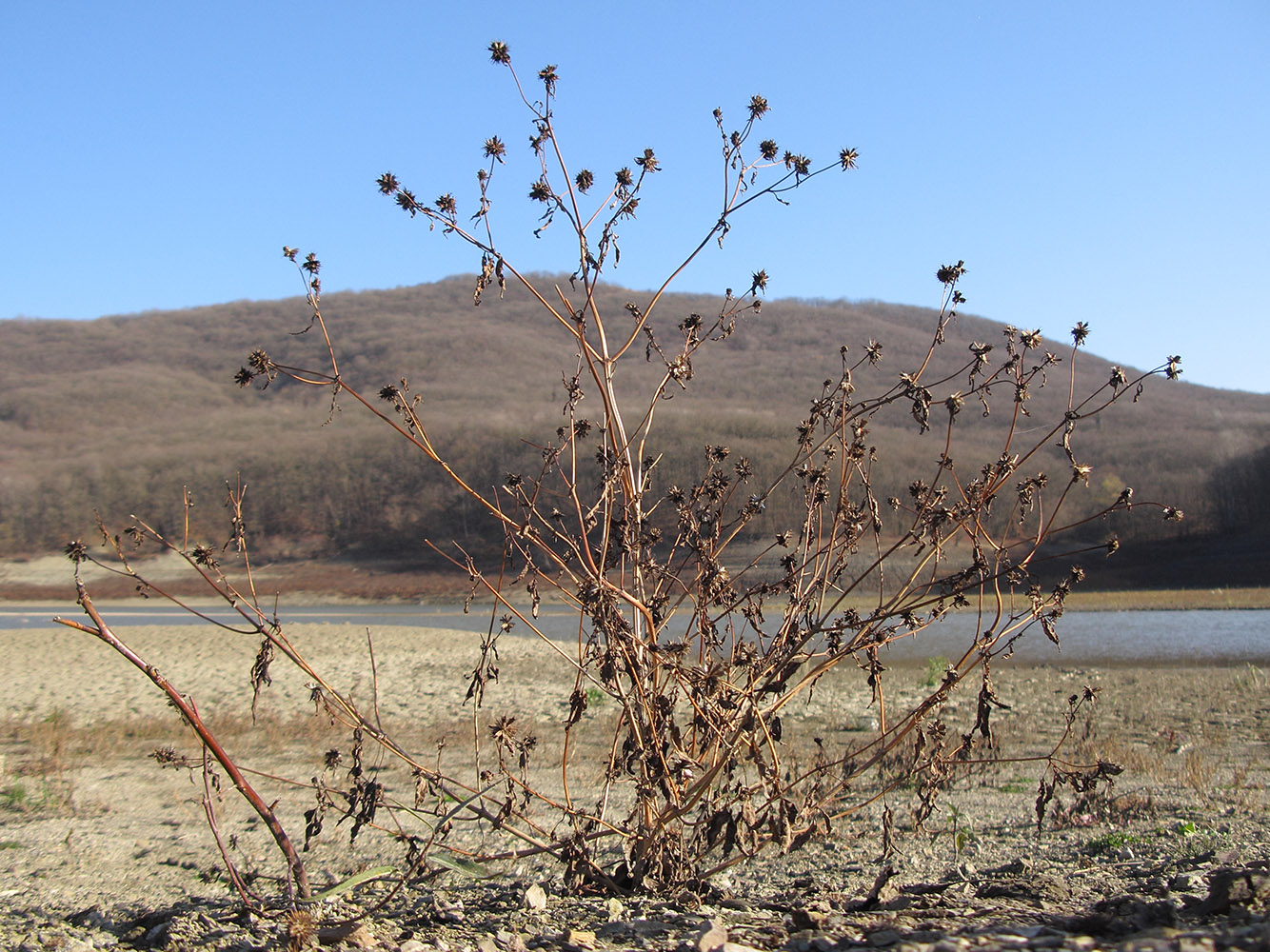 Image of Bidens frondosa specimen.