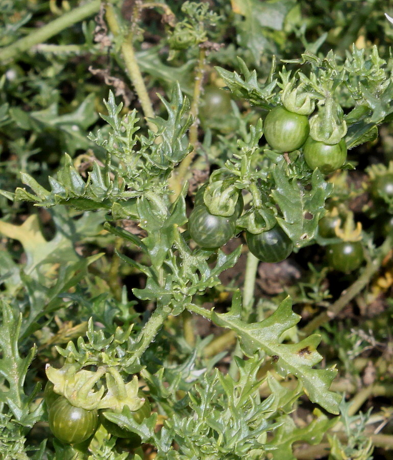 Изображение особи Solanum triflorum.