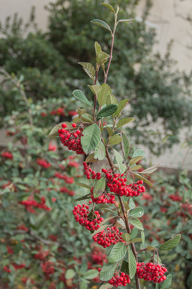 Изображение особи род Cotoneaster.