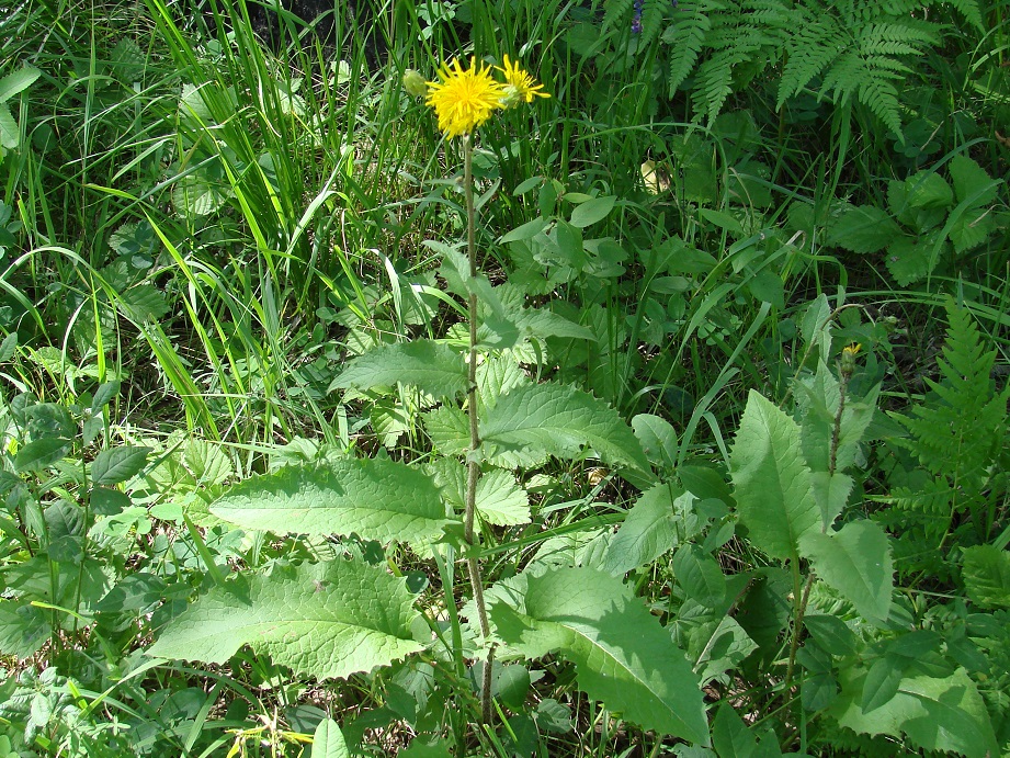 Image of Crepis sibirica specimen.