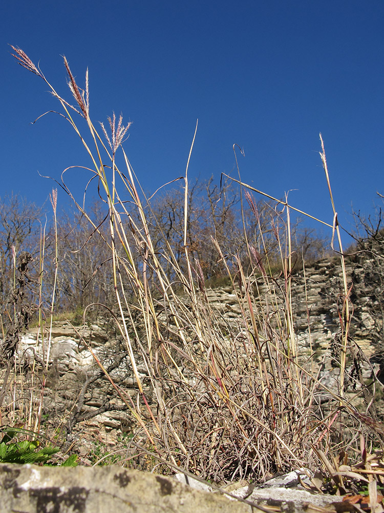 Image of Bothriochloa ischaemum specimen.