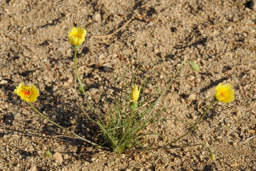 Изображение особи Malacothrix glabrata.