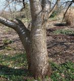 Prunus serrulata. Нижняя часть ствола с основаниями скелетных ветвей ('Shirofugen'). Германия, г. Дюссельдорф, Ботанический сад университета. 10.03.2014.