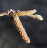 Corylus californica