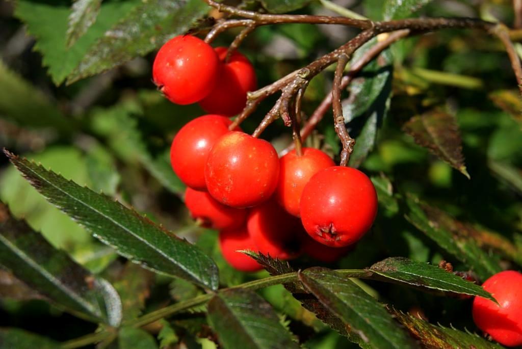 Image of genus Sorbus specimen.