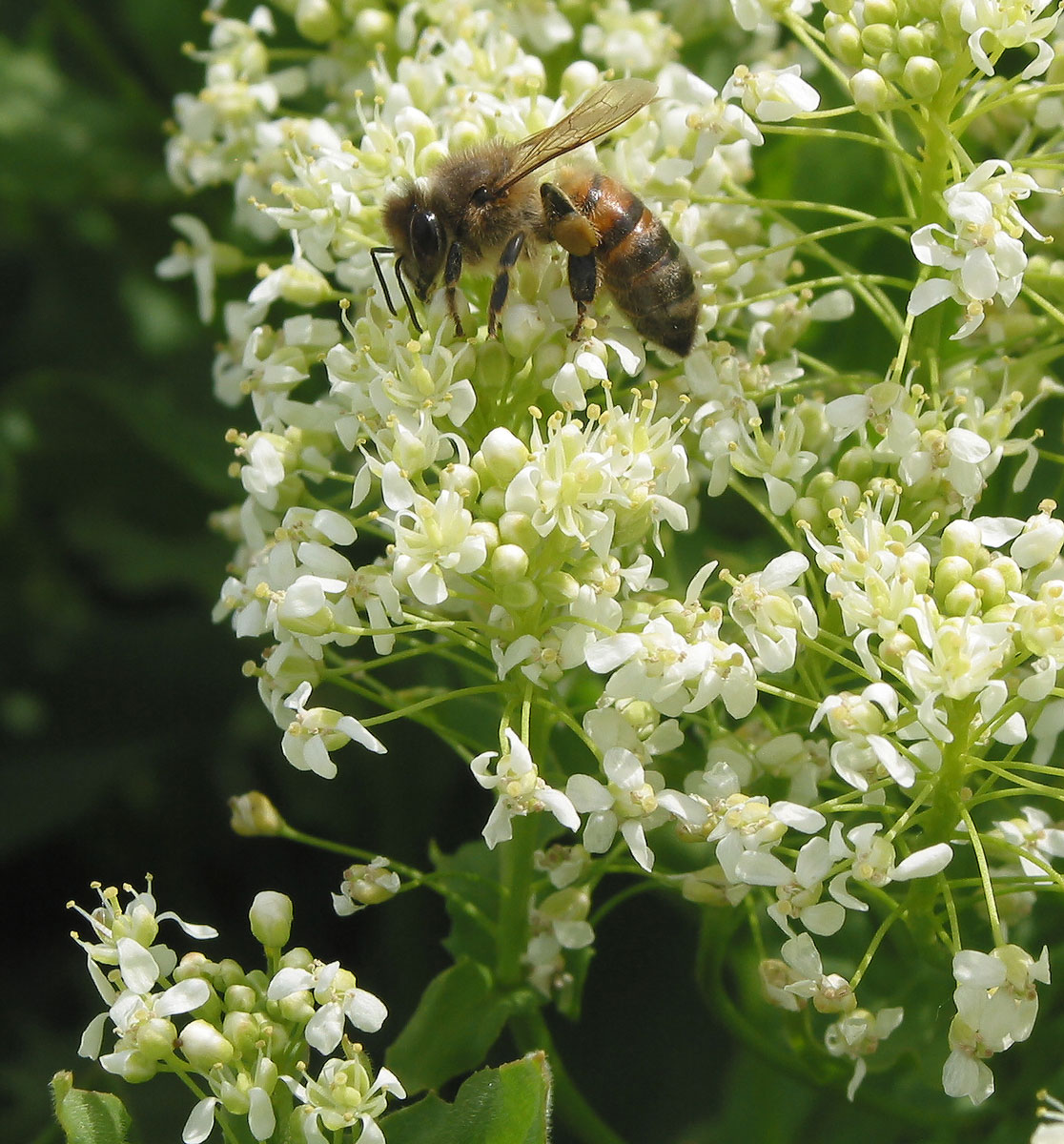 Image of Cardaria draba specimen.