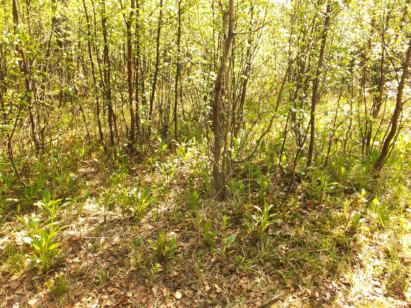 Image of Solidago virgaurea ssp. lapponica specimen.