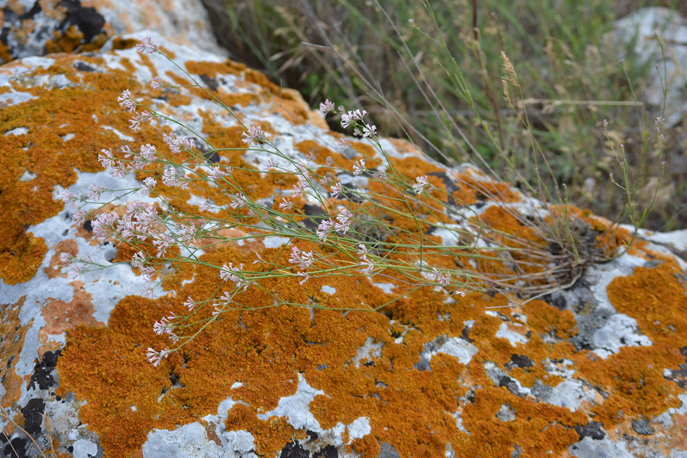 Image of Asperula tenella specimen.