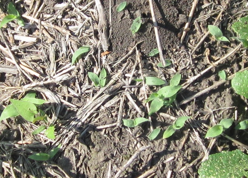 Image of Panicum miliaceum ssp. ruderale specimen.