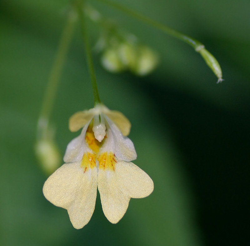 Изображение особи Impatiens parviflora.