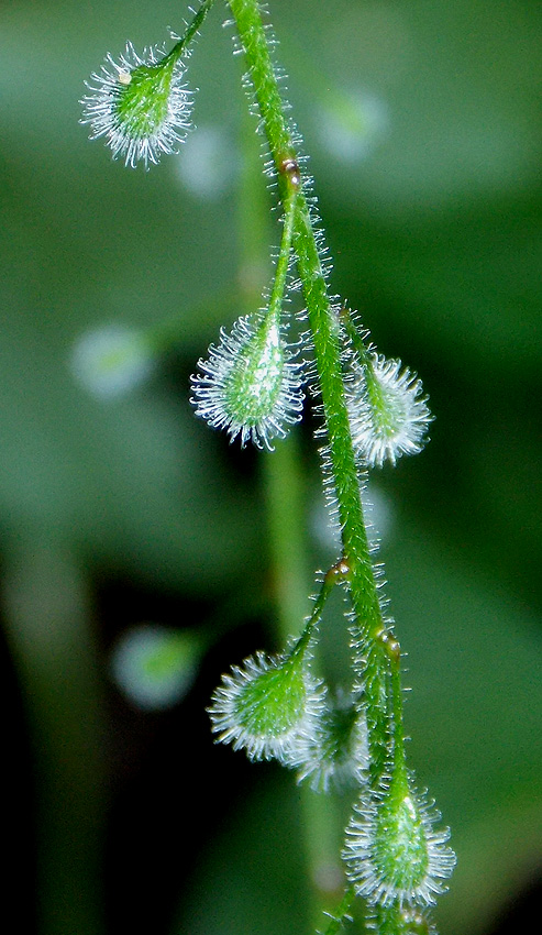 Image of Circaea lutetiana specimen.