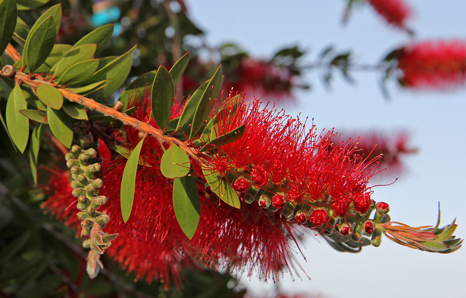 Изображение особи Callistemon citrinus.