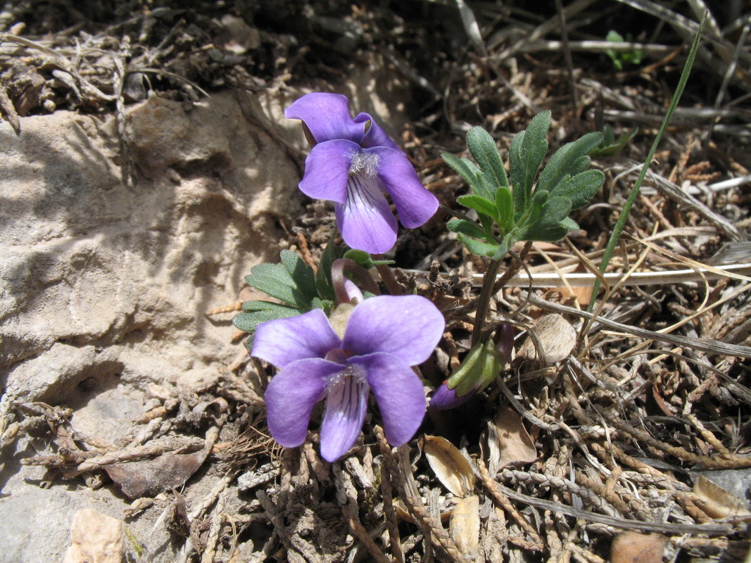 Image of Viola dissecta specimen.