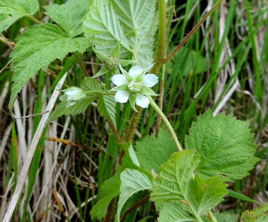 Изображение особи Rubus matsumuranus.