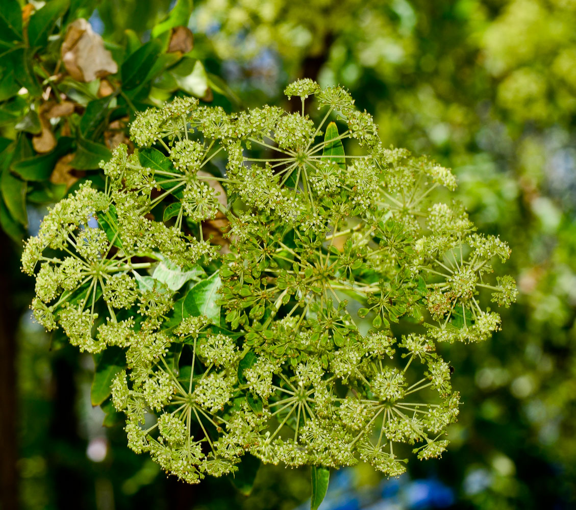 Image of Heteromorpha arborescens specimen.