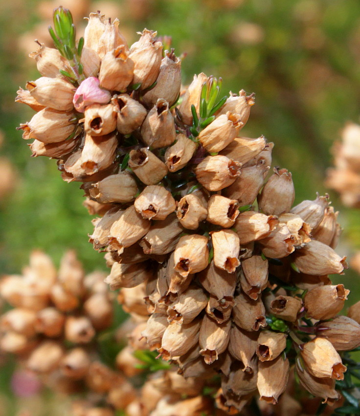 Image of Erica cinerea specimen.