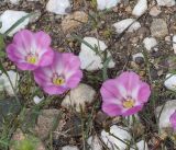 Convolvulus chinensis