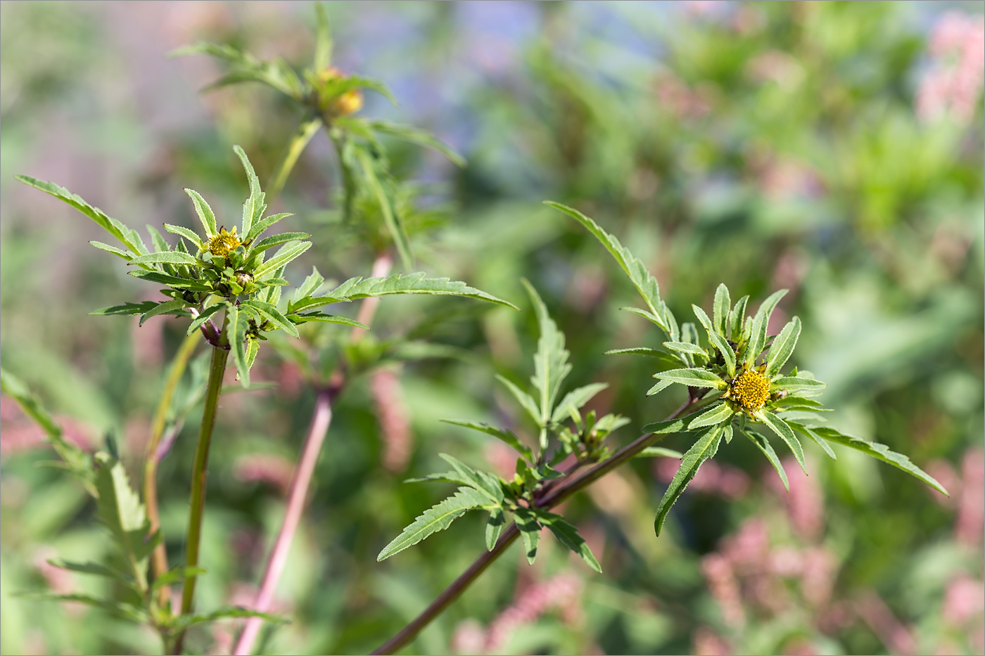 Image of Bidens tripartita specimen.