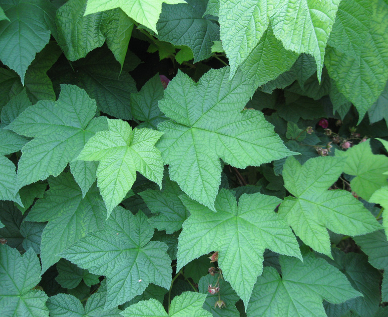 Image of Rubus odoratus specimen.