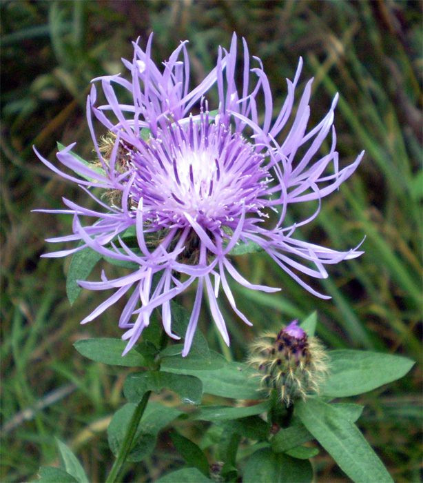 Image of Centaurea abnormis specimen.