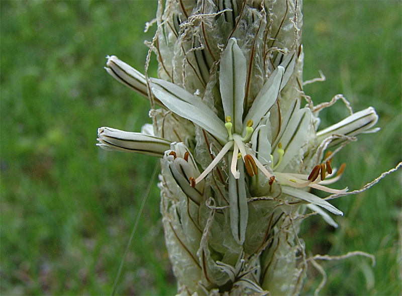 Image of Asphodeline taurica specimen.