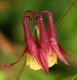 Aquilegia oxysepala