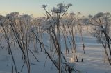 Heracleum sosnowskyi. Высохшие плодоносящие растения на пустыре. Респ. Коми, г. Сыктывкар. 08.01.2008.