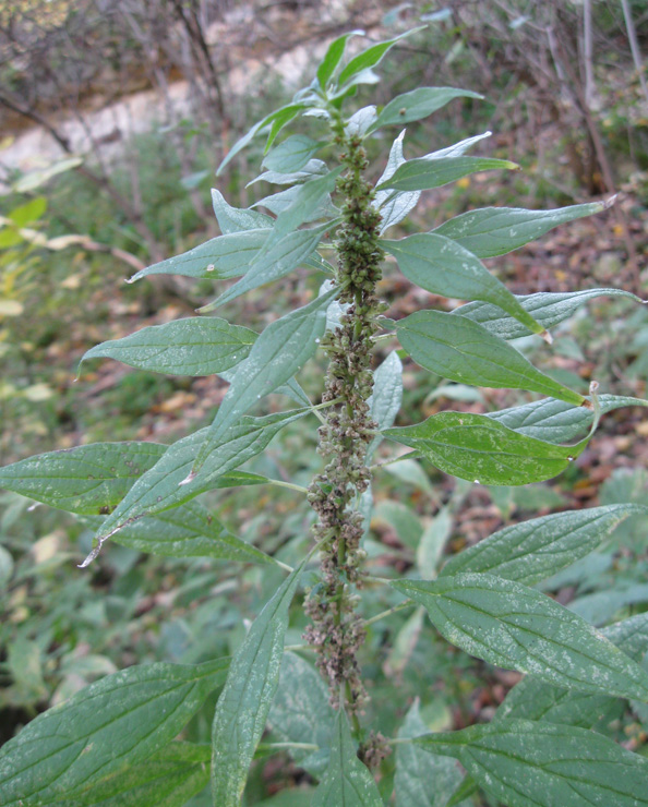 Изображение особи Parietaria officinalis.