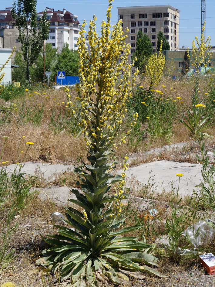 Изображение особи Verbascum songaricum.