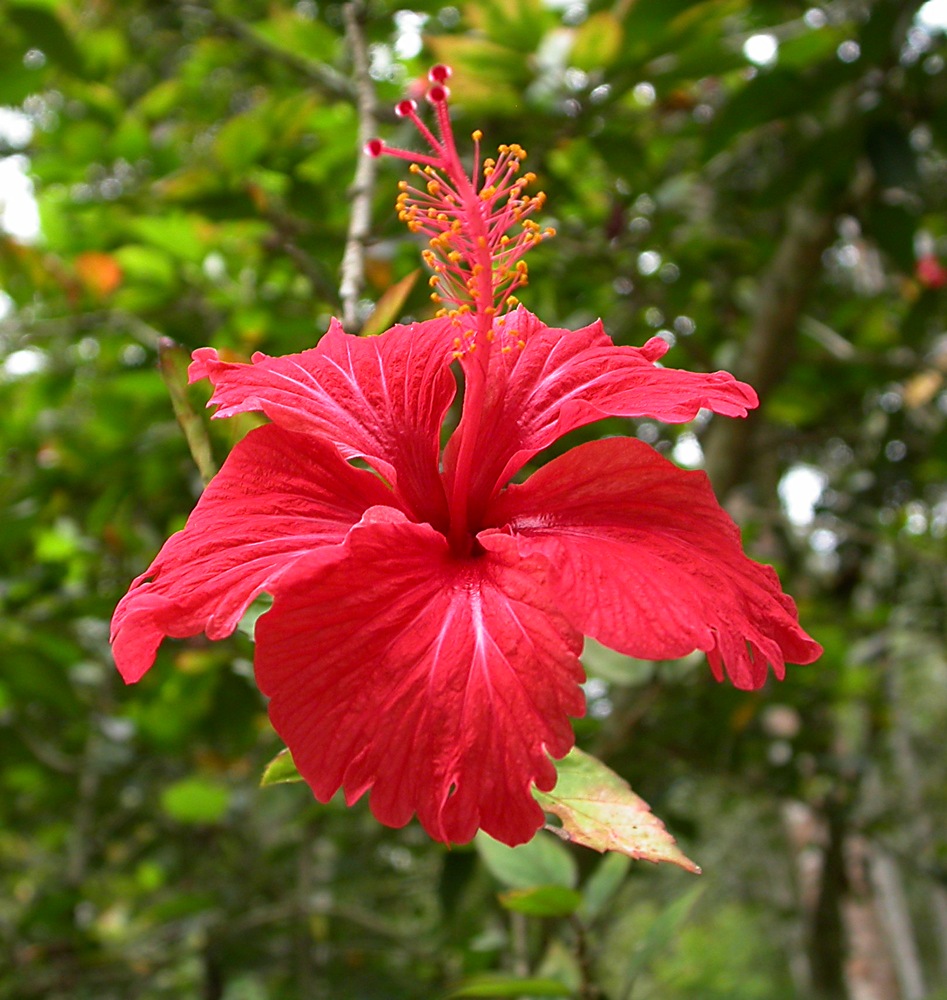 Image of Hibiscus rosa-sinensis specimen.