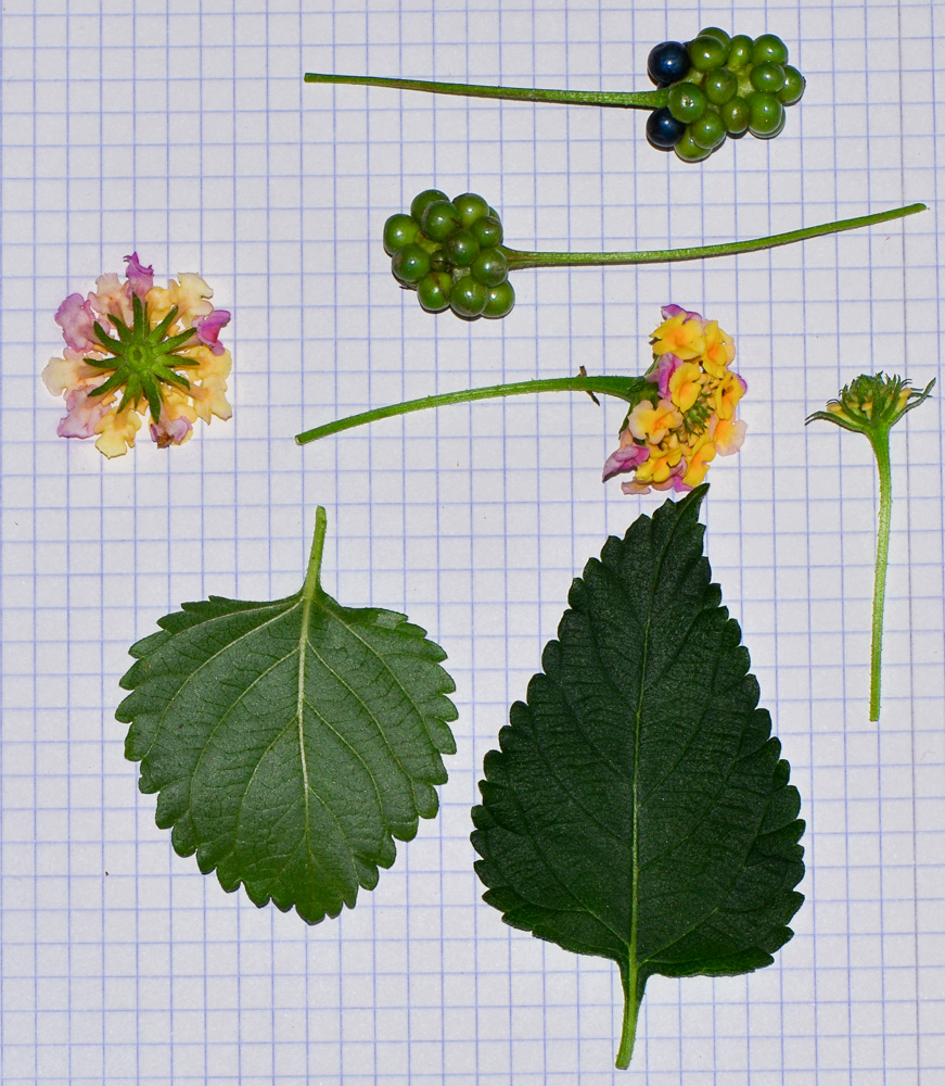 Image of Lantana camara specimen.