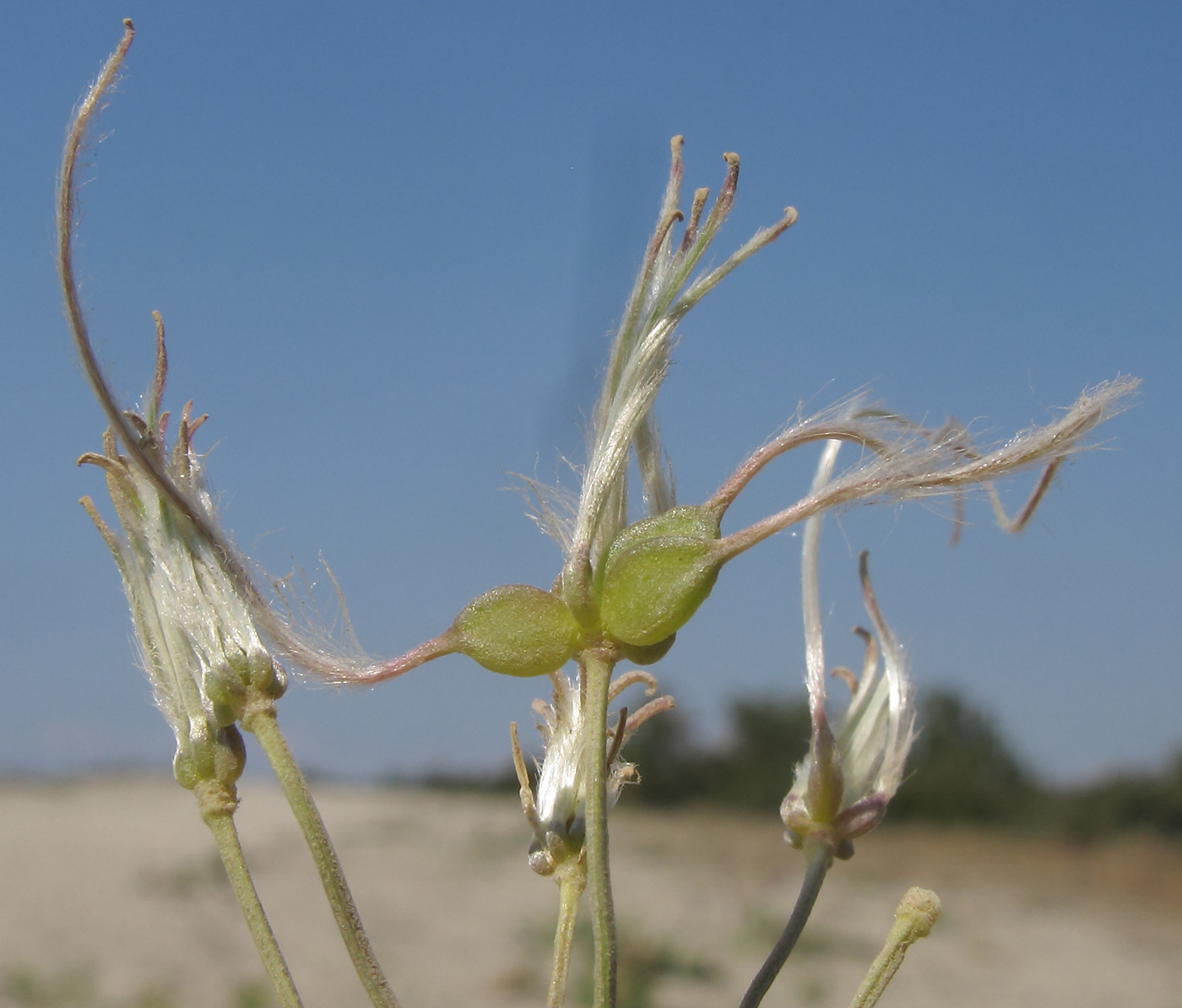 Image of Clematis lathyrifolia specimen.