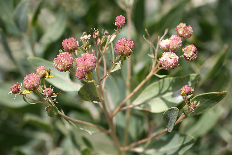 Image of Haplophyllum latifolium specimen.