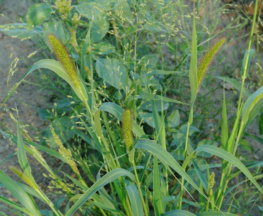 Image of Setaria viridis specimen.