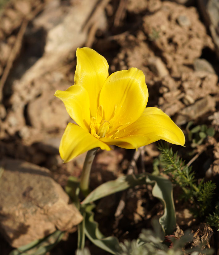 Изображение особи Tulipa tetraphylla.