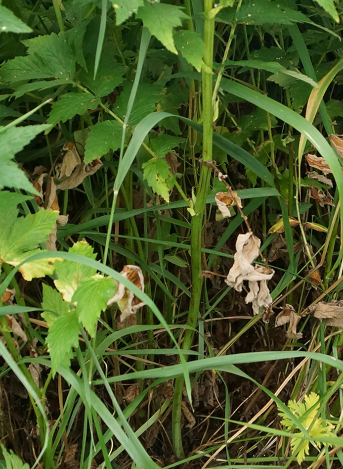 Image of Filipendula ulmaria specimen.