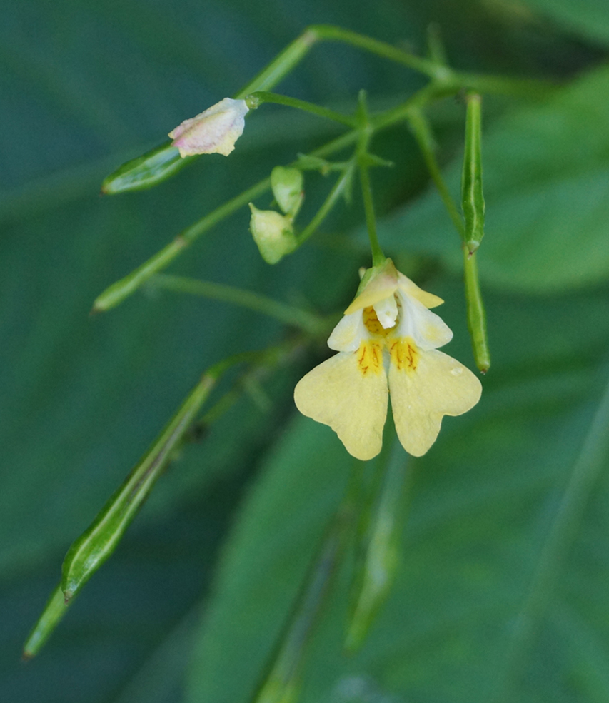 Image of Impatiens parviflora specimen.