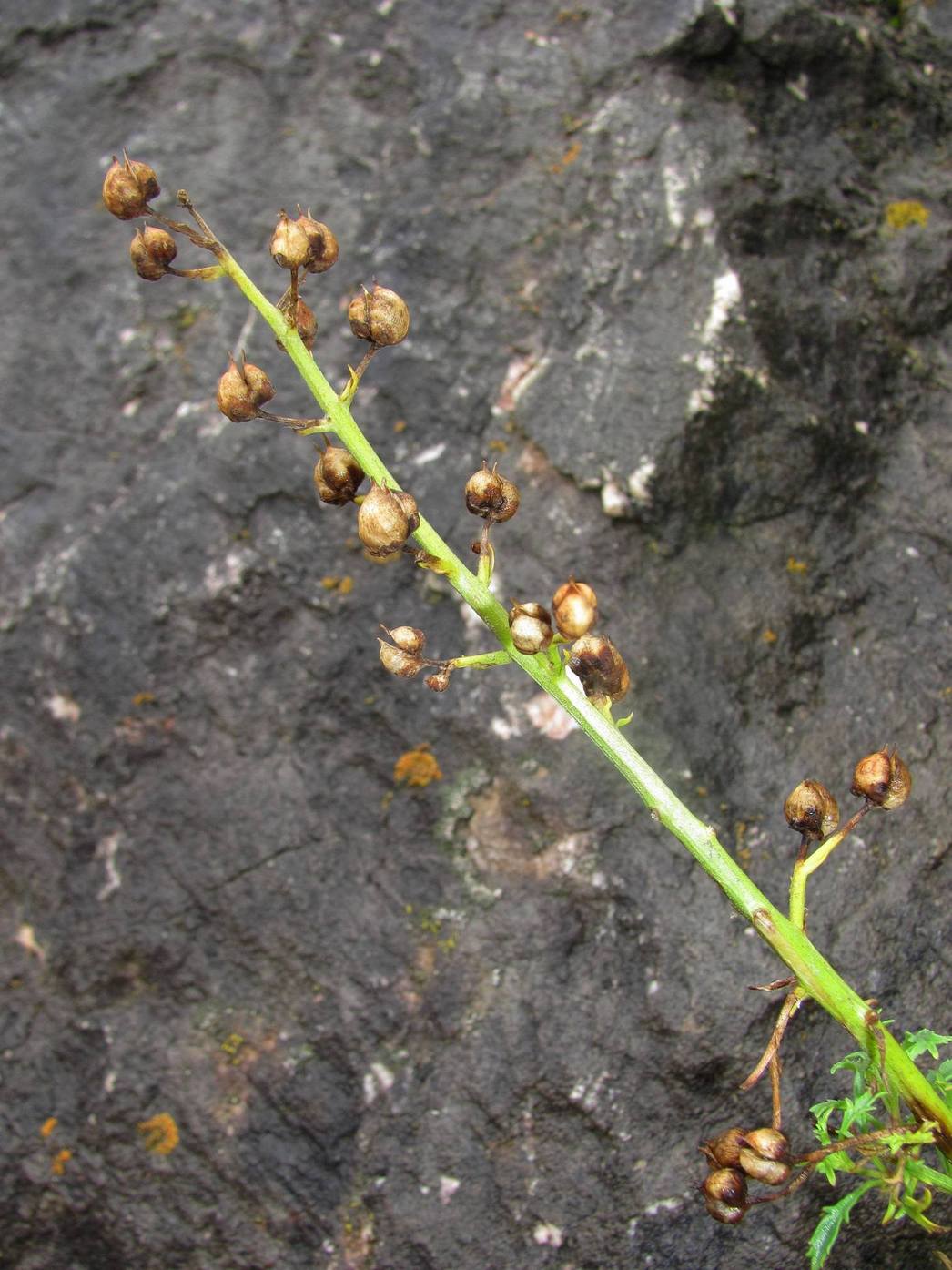 Изображение особи Scrophularia multicaulis.