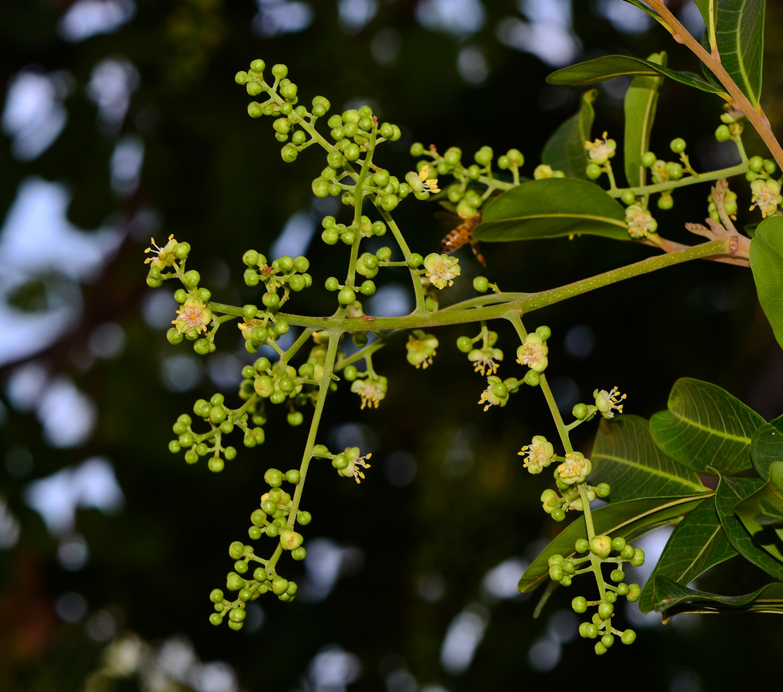 Image of Cupaniopsis anacardioides specimen.