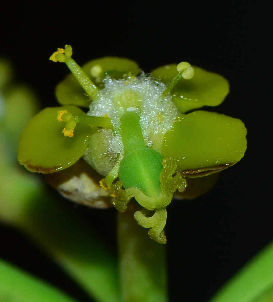 Image of Euphorbia schimperi specimen.