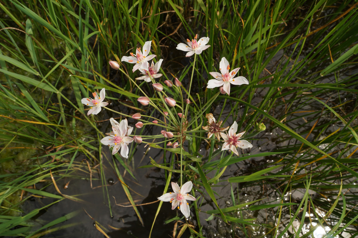 Image of Butomus umbellatus specimen.