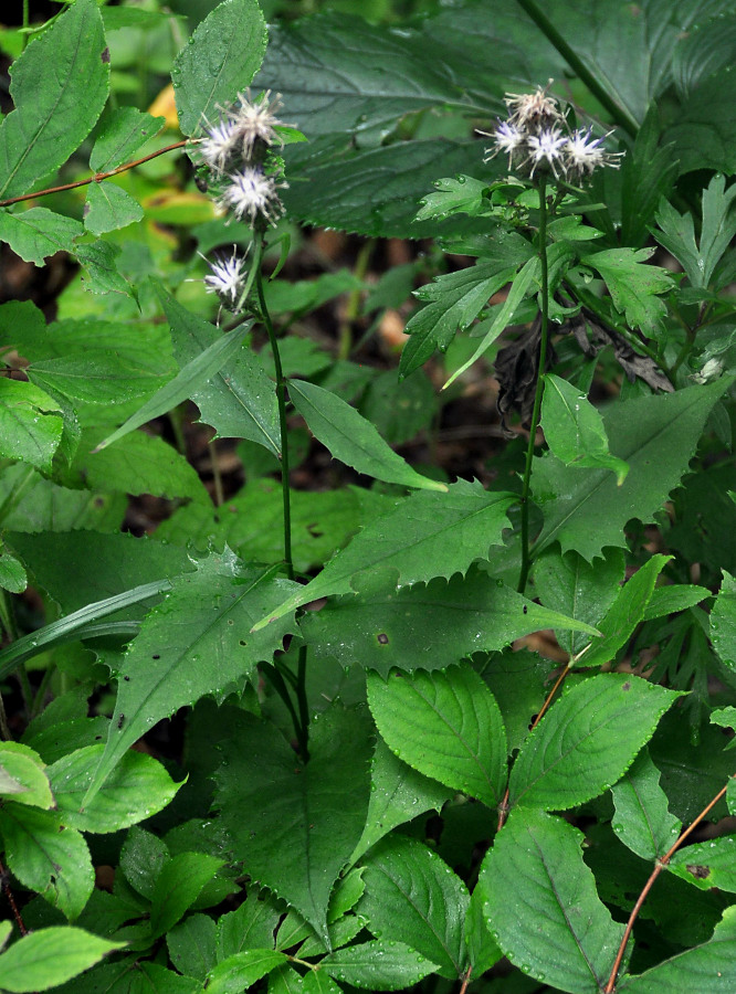 Image of Saussurea subtriangulata specimen.