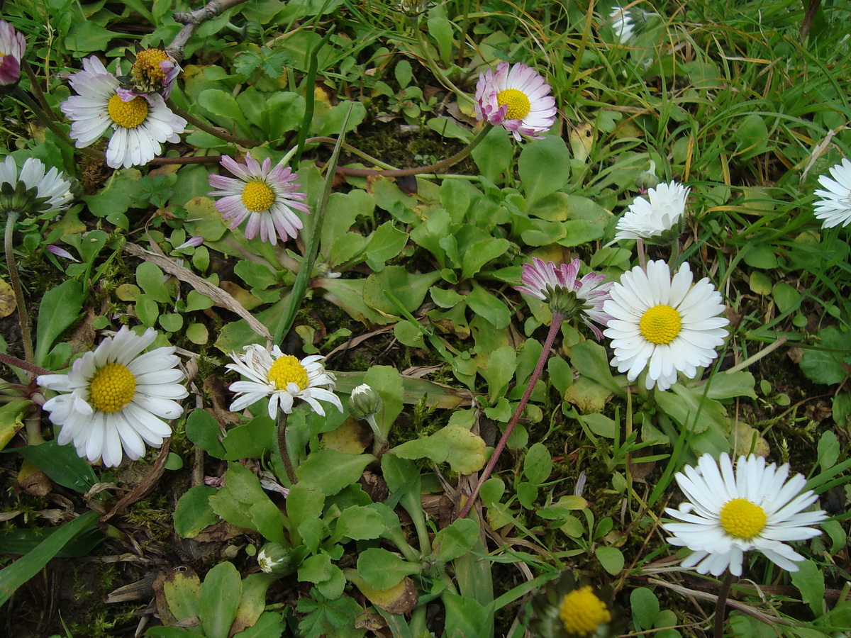 Image of Bellis perennis specimen.